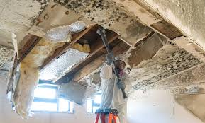 Best Mold Prevention Services  in La Joya, TX